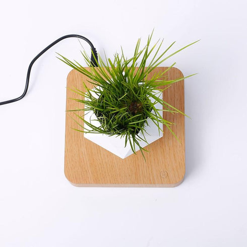 LevPot™ 2 - Levitating Mini Bonsai Pot